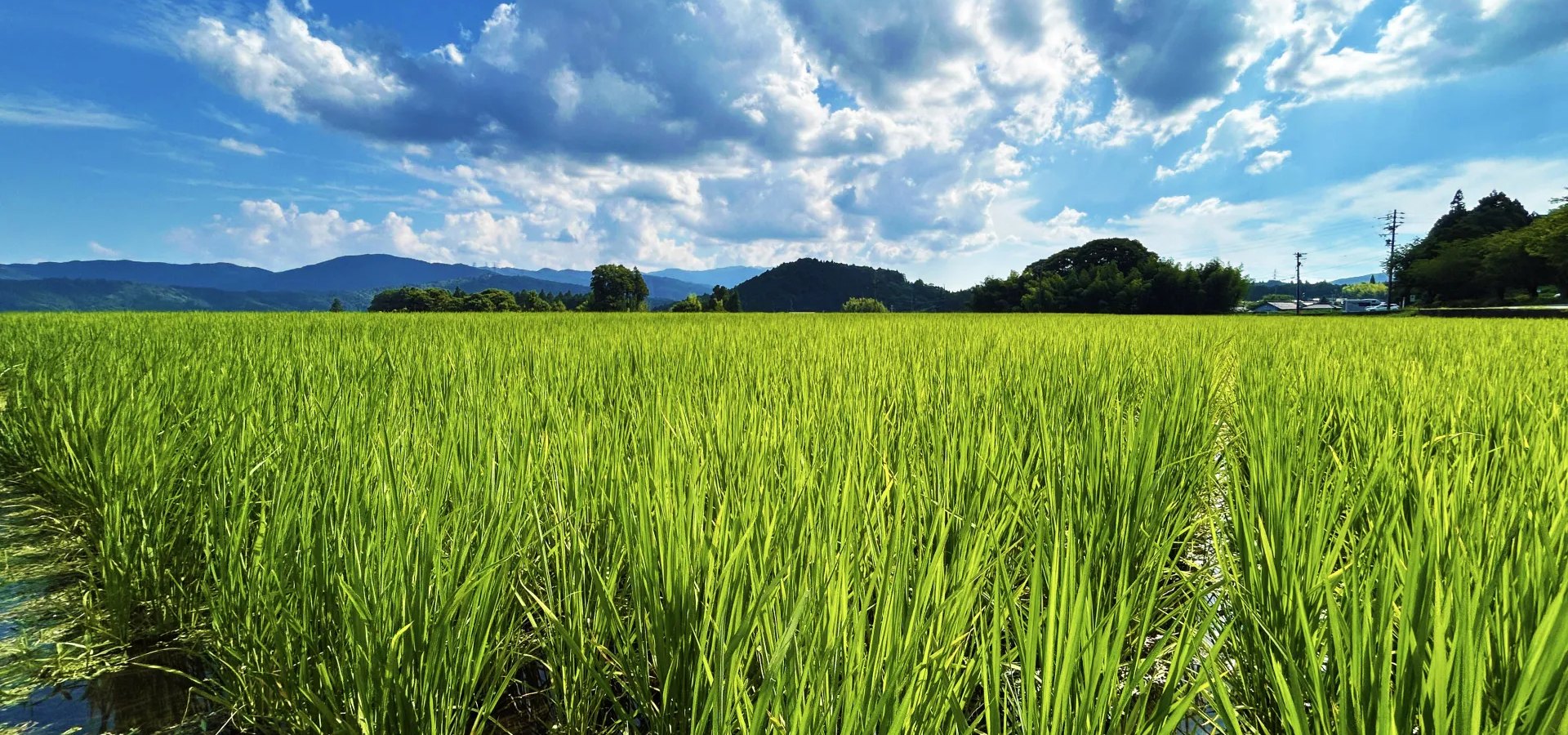 丸恵商会が岐阜県羽島市で育てるハツシモの田んぼ