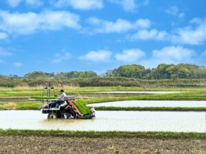 岐阜羽島の田植えの様子