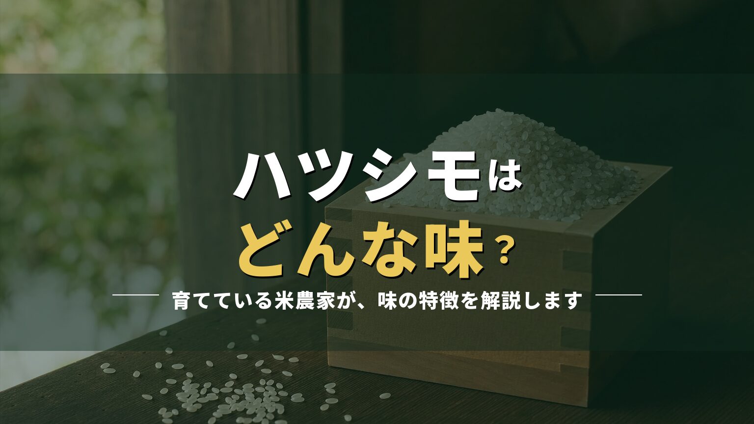 枡に入った白米の写真に「ハツシモはどんな味？」の見出しを重ねたアイキャッチ